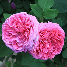 Rare Purple Pink Polyantha Rose Seeds for a lasting addition to the Flower Bonsai Garden