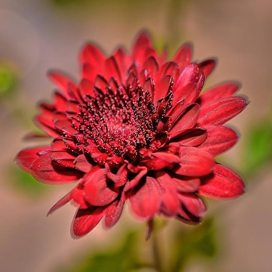 Chrysanthemum Chrysanthemum Morifolium flower seeds for planting in balcony garden containers and home flower beds - for planting in home garden