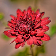 Red Chrysanthemum Morifolium for planting in flower bed