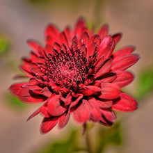Chrysanthemum Seeds for gardeners building out beds and borders