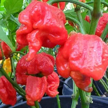 Rocotillo Pepper Plant Seeds for home growers seeking a reliable harvest