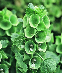 Bells of Ireland Moluccella Laevis Seeds for growers seeking a long-blooming display