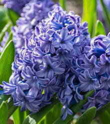 Blue Hyacinth Hyacinthus Orientalis Fragrant Seeds for reliable seasonal color