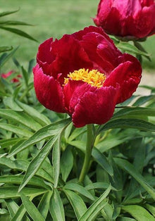 Kinkaku Peony Seeds for growers filling out the Garden Decoration