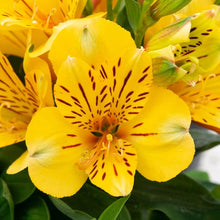 Alstroemeria Seeds for a bright addition to the Flower Bed & Garden