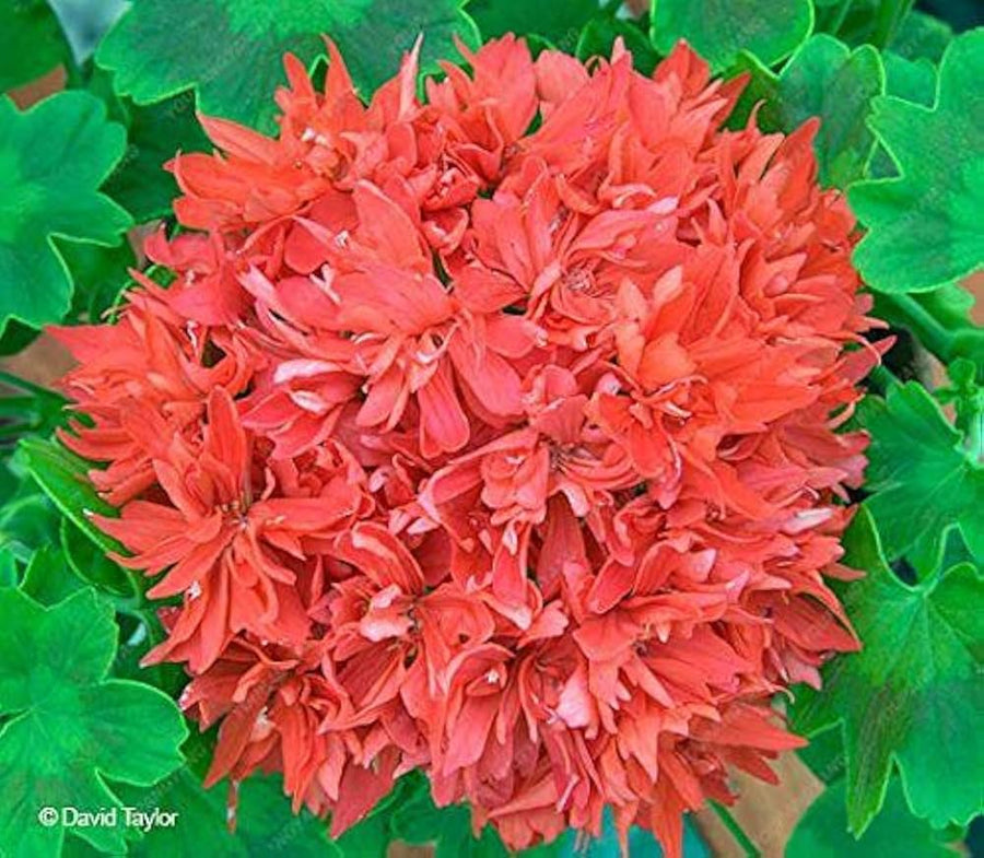 Pelargonium Peltatum Geranium for planting