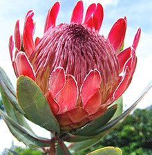 Protea Cynaroides Seeds for a lasting display in the Flower Bed & Urban Garden