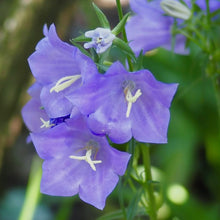 Bellflower Seeds (Campanula medium) for colorful blooms in the flower beds and cottage gardens