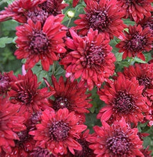 Chrysanthemum Chrysanthemum Morifolium flower Seeds for a lasting display in the balcony garden containers and home flower beds
