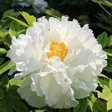 White Peony Seeds (Paeonia lactiflora) for a bright addition to the home garden use