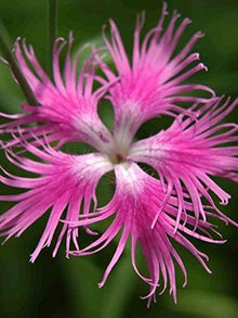 Pink Dianthus Seeds prized for fringed Pinks Perennial Flowers