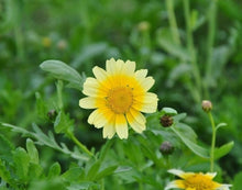 Crown Daisy Seeds (Chrysanthemum coronarium) for seasonal color across the Home Garden