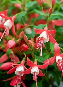 Double Petal Fuchsia Seeds (Fuchsia hybrida) for a bright addition to the balcony pots and home garden