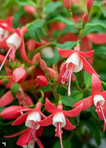 Double Pink Fuchsia ��������� Fuchsia spp. ��������� for planting in hanging flower beds