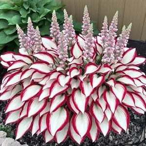 Hosta Hosta spp. shade-loving flower seeds for planting in backyard garden borders