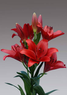Lilium Pumilum Red Lily Seeds for colorful blooms in the Balcony Garden Containers