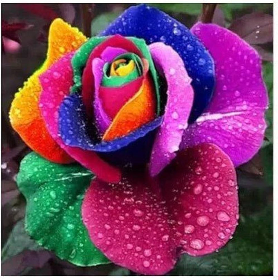 Rose Rosa Hybrida Mixed Color Flower Seeds for Planting – Ideal for Romantic Borders and Backyard Garden