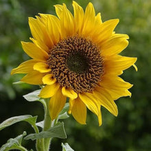 Sunflower Mix Seeds (Helianthus annuus) for a bright addition to the Backyard Field Garden