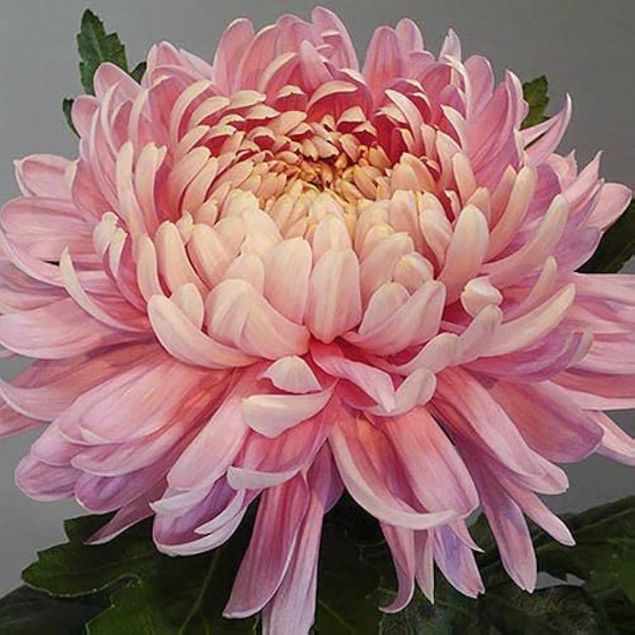 Chrysanthemum Flower ��������� Chrysanthemum spp. ��������� for planting in pink garden