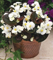 Annual Perenial Limonium Sinuatum Rose Flower Statice Seeds for reliable seasonal color