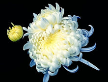 Chrysanthemum Chrysanthemum Morifolium Bonsai Seeds for long-term planting in the Home Bonsai Pots