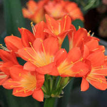 Clivia Seeds (Clivia miniata) for colorful blooms in the indoor pots or low-light garden areas