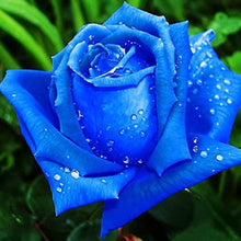 Rainbow Rose Rosa hybrida sky blue flower seeds for vertical gardens and home pots - for planting in home garden