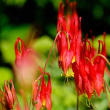 Columbine Eastern Red Seeds valued for aquilegia Canadensis Flowers