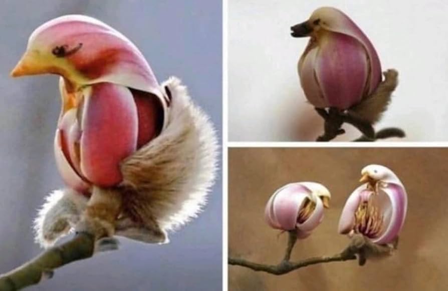 Dark red Yulan Magnolia flower seeds