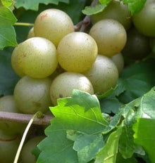 Heirloom Non-GMO Giant Scuppernong White Muscadine Seeds grown for sweet, Large Unique Flavor