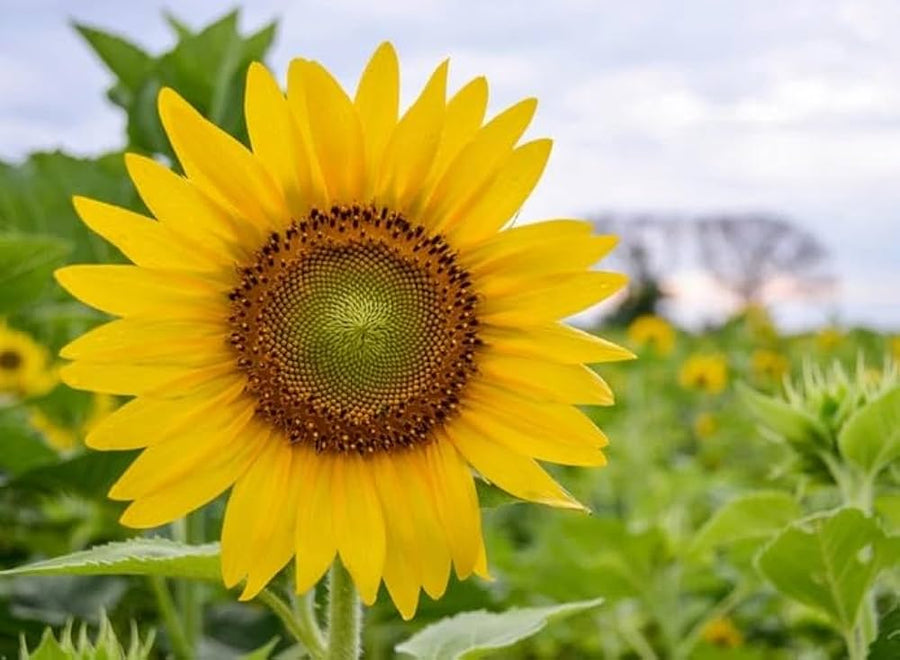 Anigozanthos Flavidus Yellow-Green Flower Seeds