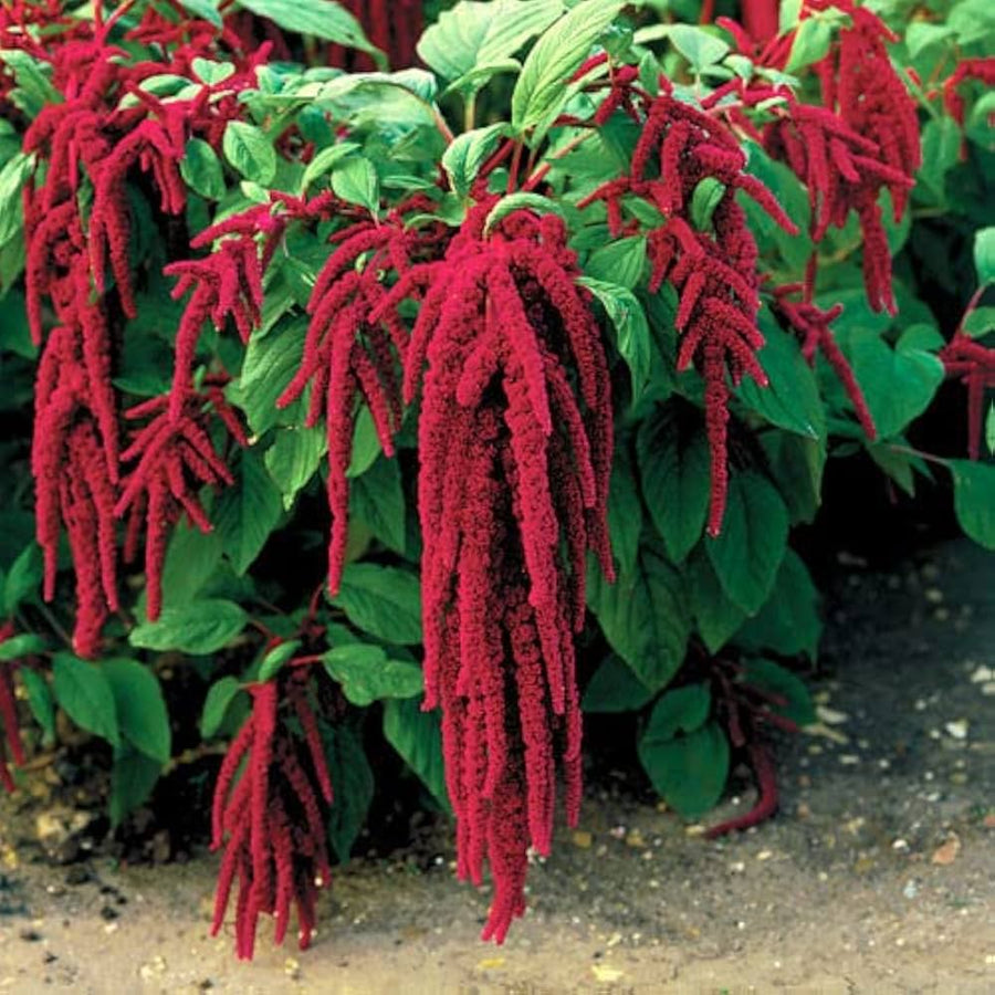 Red Amaranthus Oeschberg (Amaranthus cruentus) for ornamental flower garden