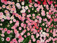 Bellis Strawberries & Cream Daisy Seeds prized for beautiful Flowers