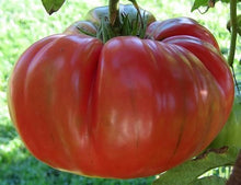 Heirloom Wine Tomato Seeds (Solanum lycopersicum) prized among growers for backyard gardening and organic planting