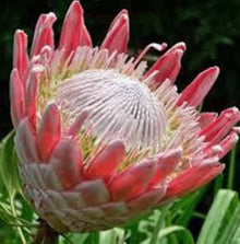 Leucospermum Cordifolium Protea Seeds for growers seeking a long-blooming display