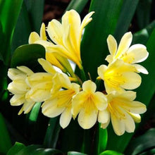 Lily Clivia Flower ��������� Clivia miniata ��������� for planting in dark yellow garden
