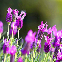Lavender Lavandula Angustifolia Provence Seeds for a flavorful crop in the Home Pots