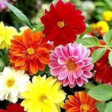 Unwins Dahlia Dahlia variabilis flower seeds for planting in home garden borders