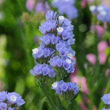 Limonium Seeds (Limonium spp.) for growers filling out the flower beds and decorative gardens