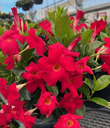 Mandevilla Sanderi Seeds for a bright addition to the Dark Blue Garden
