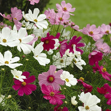 Cosmos Flores Perennial Garden Seeds for reliable seasonal color