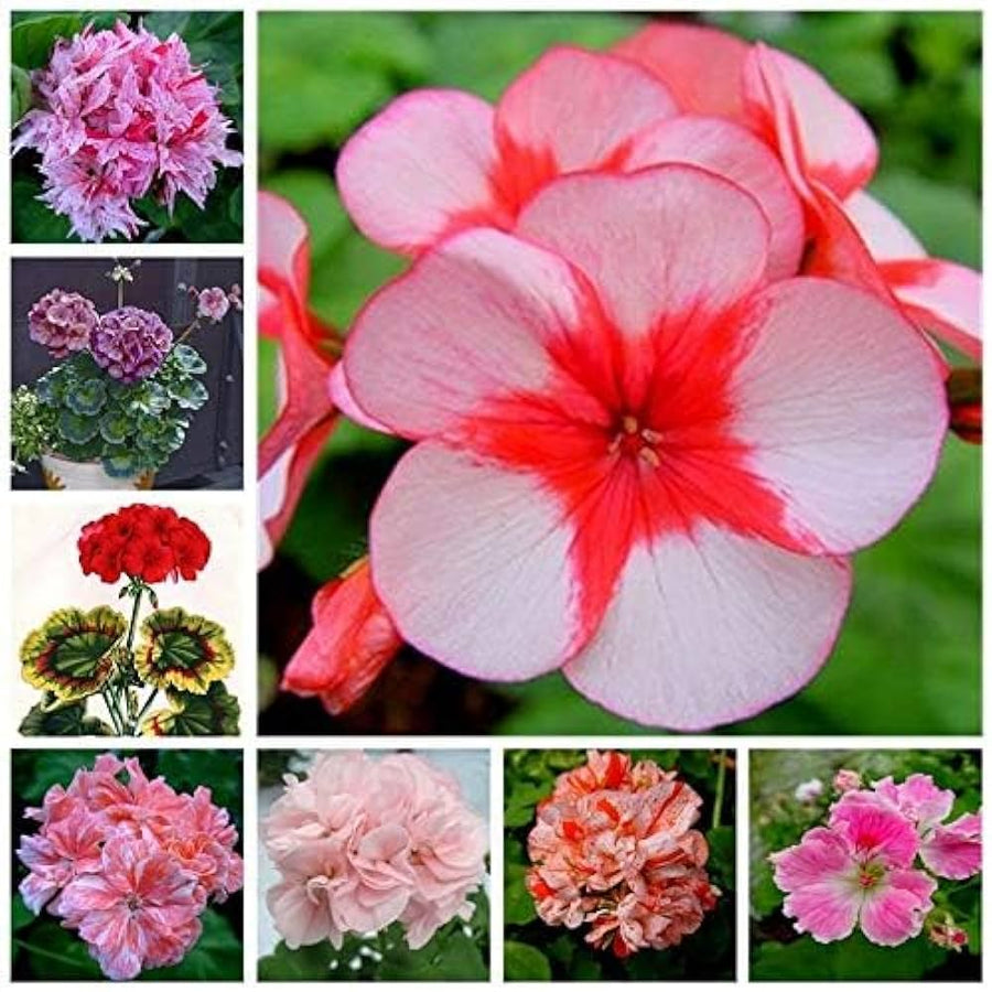Lavender mix pelargonium flower seeds