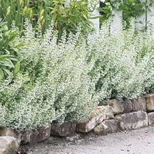 White Calamintha Plants for a colorful addition to any planting