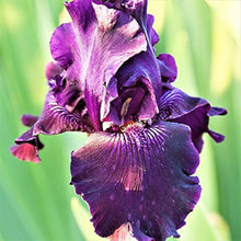 Iris germanica ��������� double flower ��������� for perennial garden planting