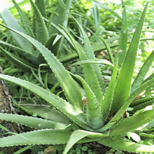 Aloe Vera Fresh Seeds for easy-care planting in the Green Yellow Garden Planting