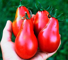Red Pear Tomato Seeds for home growers seeking a reliable harvest