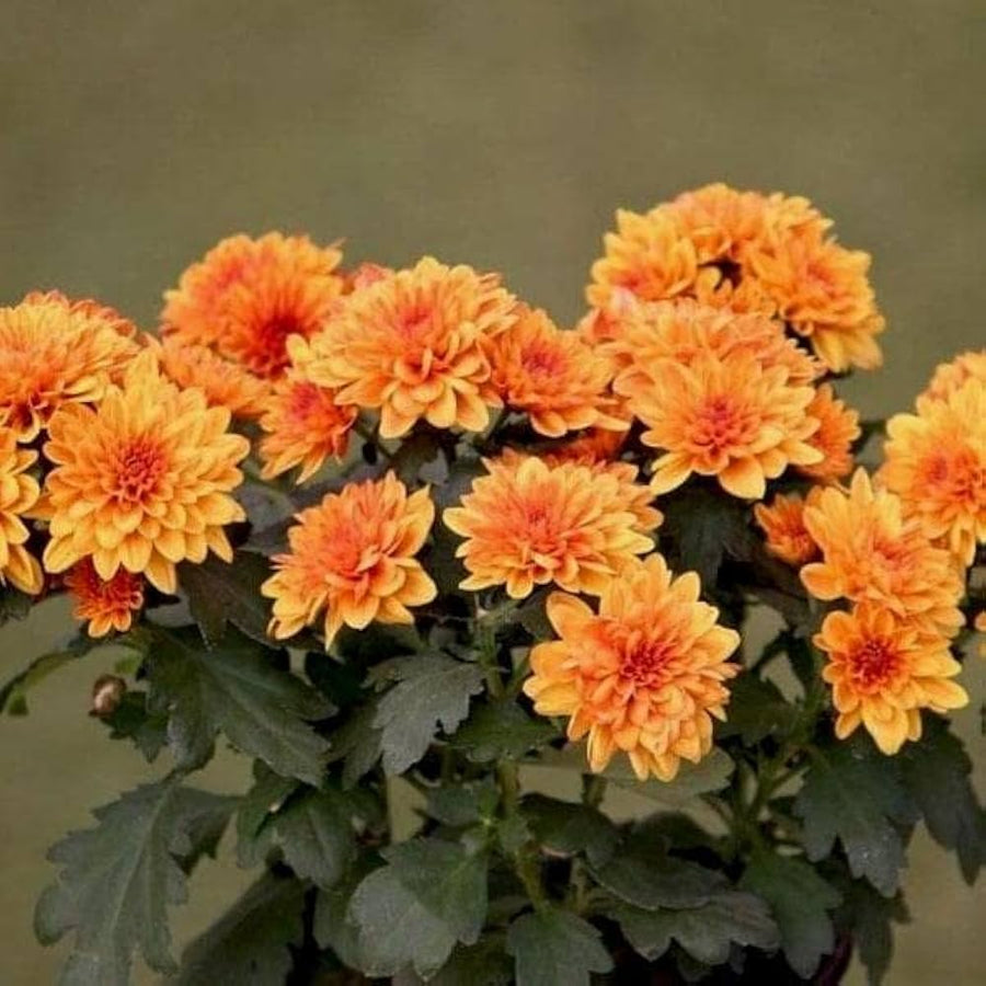 Black Chrysanthemum (Chrysanthemum morifolium) seeds for planting in flower gardens