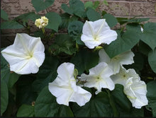 Moonflower Seeds (Ipomoea alba) for growers filling out the Night Gardens
