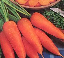 Danvers Half-Long Carrot Seeds for growers stocking a kitchen garden