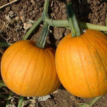 Pumpkin Seeds for growers stocking the Cucurbita Pepo vegetable patch farm plot